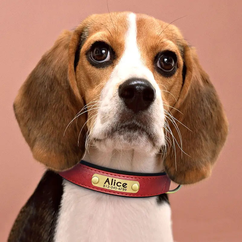 Collier chien en cuir personnalisable