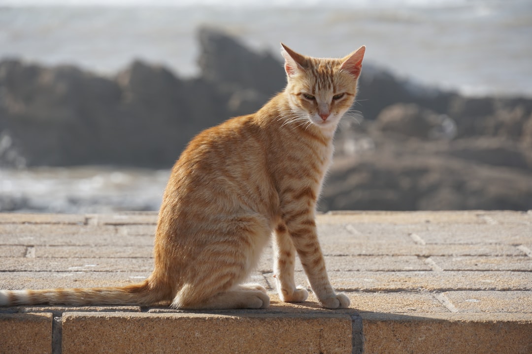 Ciencia detrás de cómo perros y gatos conviven juntos