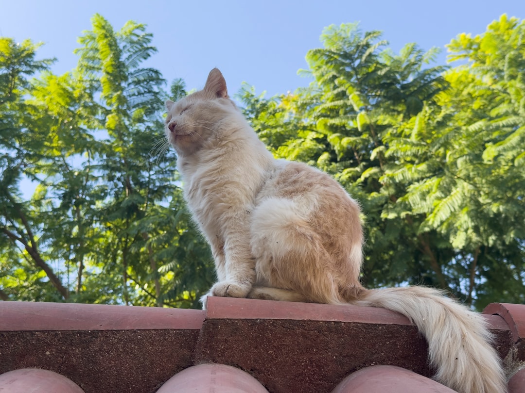 Tieteellinen syy siihen miksi leikattu kissa merkkaa