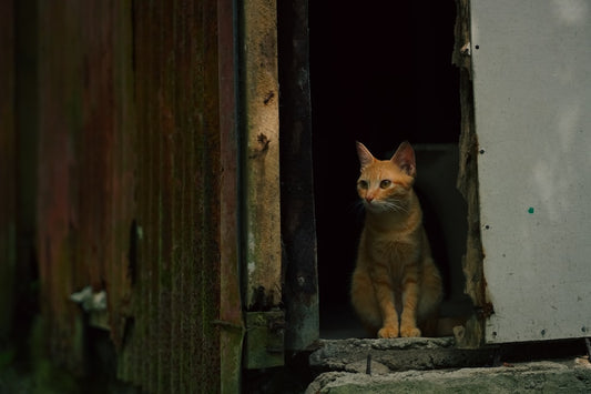 Mistä tietää onko kissalla matoja – tieteellinen opas oireisiin