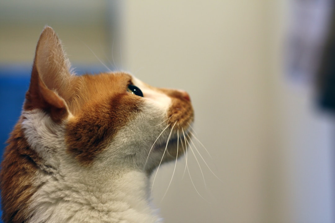 Hur länge får man lämna en katt ensam enligt forskning