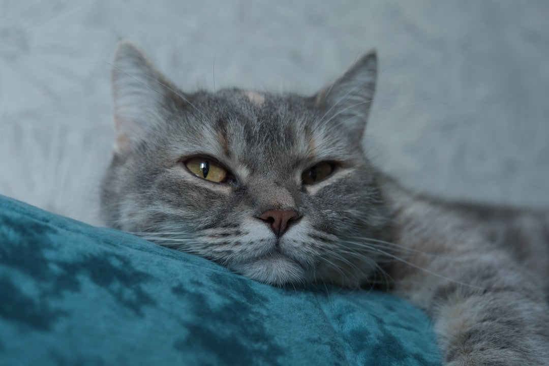 Come disegnare i gatti secondo le regole dell'anatomia felina
