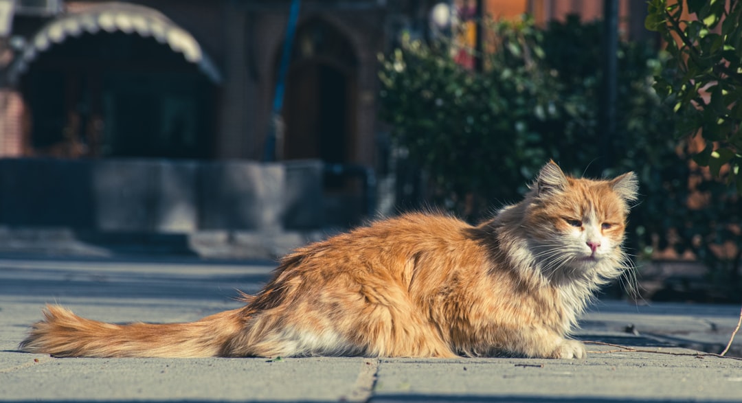 Come disegnare gatto con tecniche scientifiche di osservazione