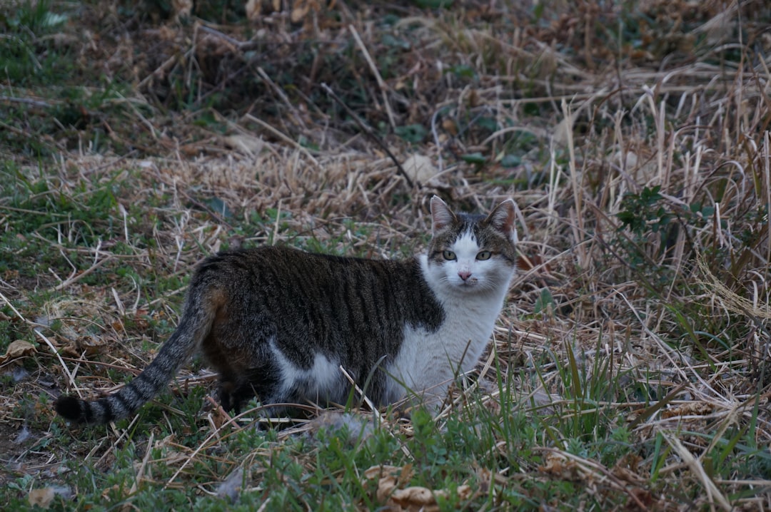Kedi Otu Nedir Faydaları ve Bilimsel Kullanım Alanları