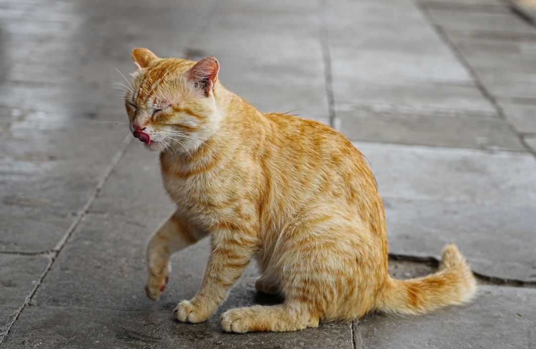 Kedi Dili Tiramisu: Bilimsel Olarak Lezzetin Sırrı