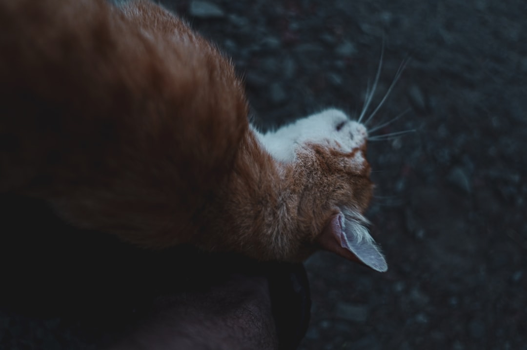 Veteriner Onaylı Konforlu Kedi Yatağı Seçme Rehberi