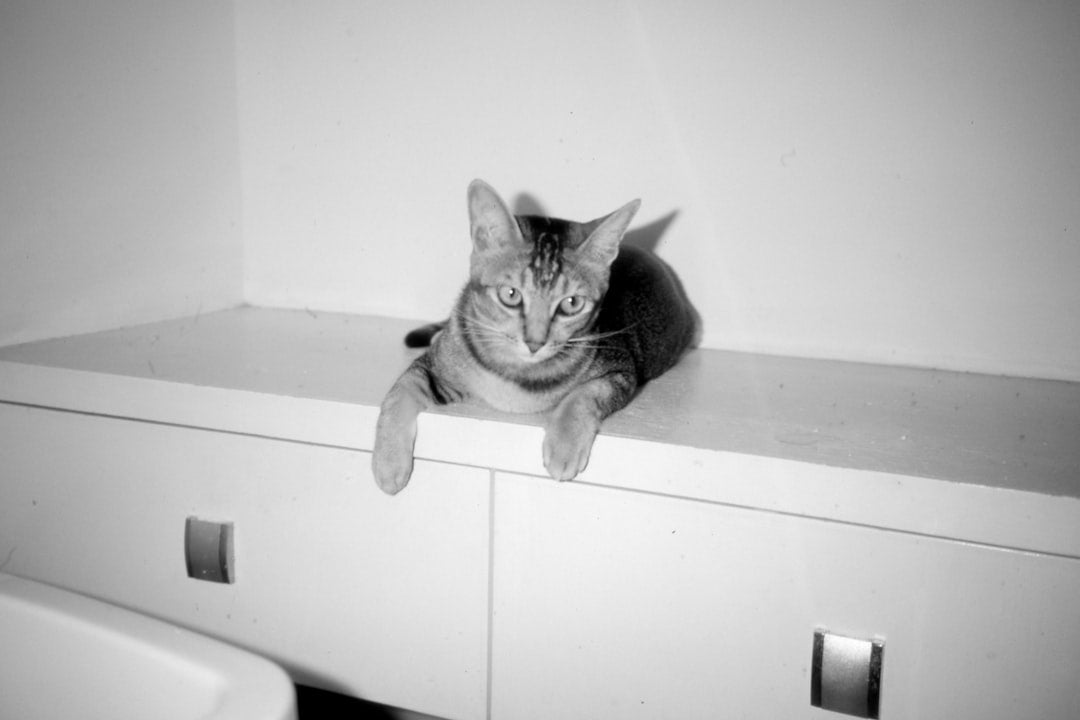 Hills kedi maması ile bilimsel beslenmenin faydaları