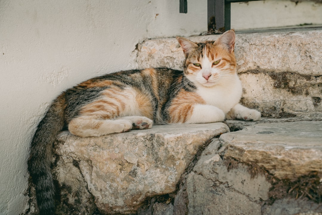 Vad kostar det att chippa en katt enligt forskning och fakta