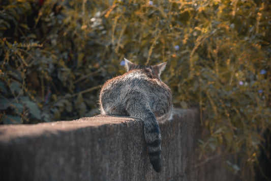 Tieteelliset merkit siitä mistä tietää onko kissa tiineenä