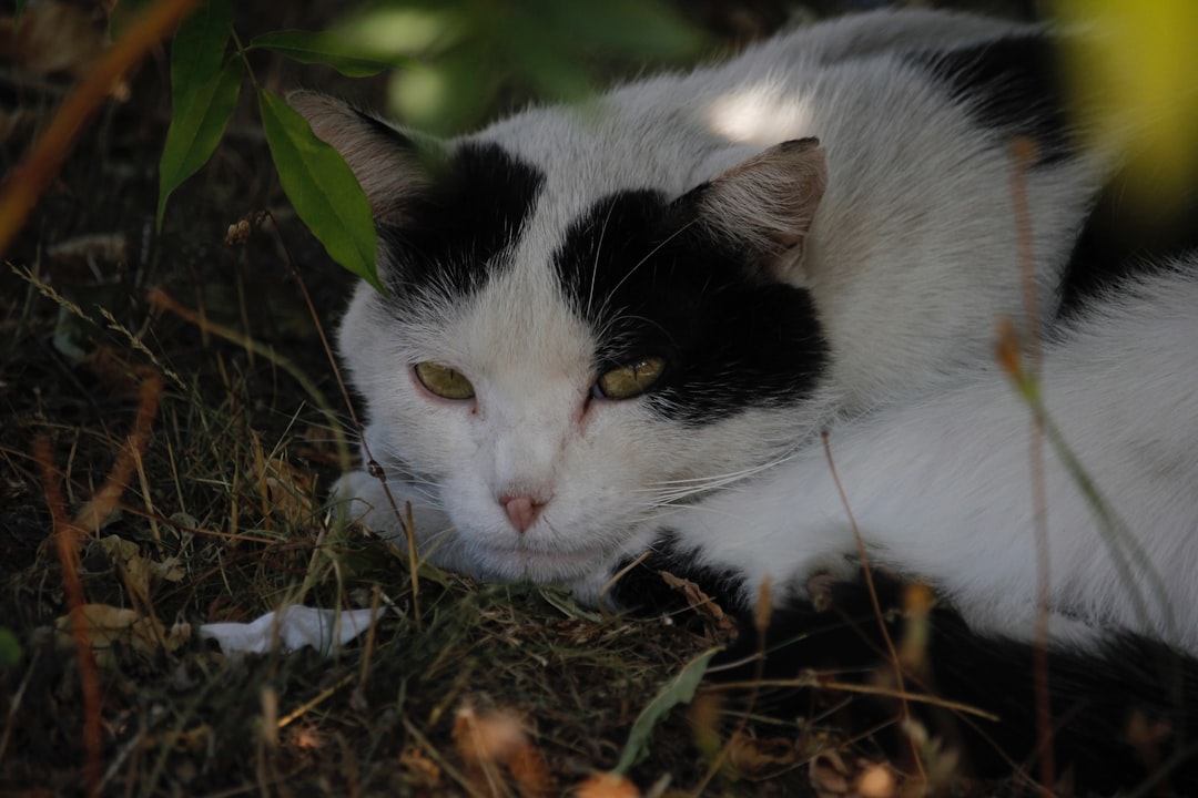 Can Cats Have Ham Discover the Science Behind Feline Diets