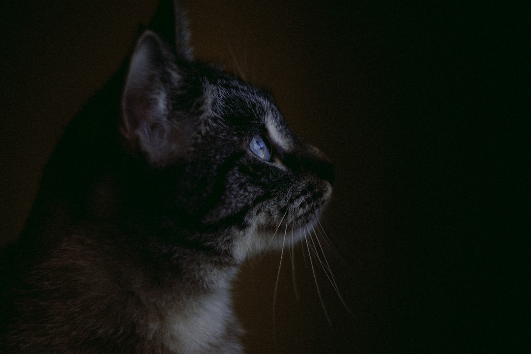 Kat drægtig hvor længe En videnskabelig forklaring