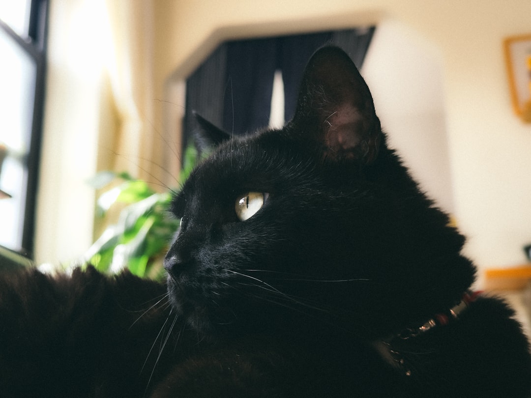 Cuanto cuesta castrar un gato según estudios veterinarios