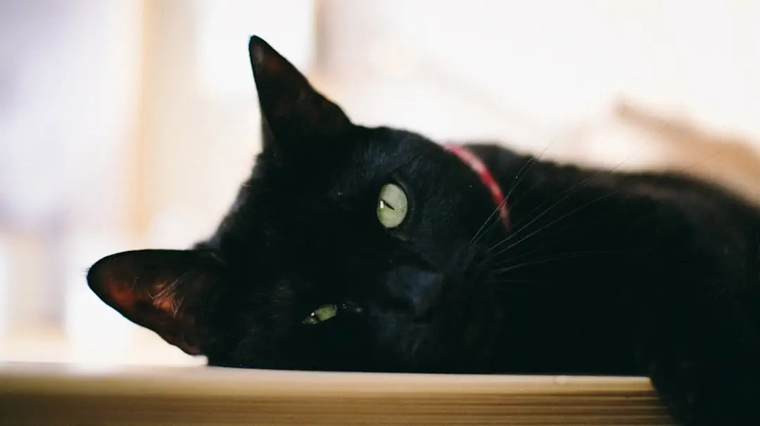Chat noir détendu aux yeux verts, symbole du soin pendant le grossesse felino.
