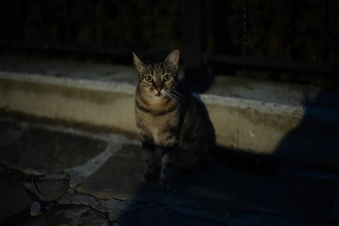 Chat tabby alerte dans un article sur Kass Arturi Kook et sa popularité.
