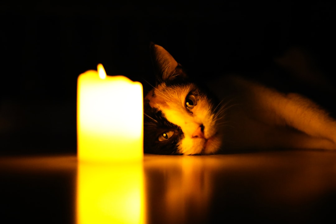 Bougie lumineuse à côté d’un chat, illustrant pourquoi les chats sont fascinants.