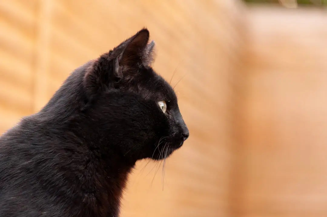 Profil élégant d’un chat noir, essentiel dans la recherche de chats perdus.