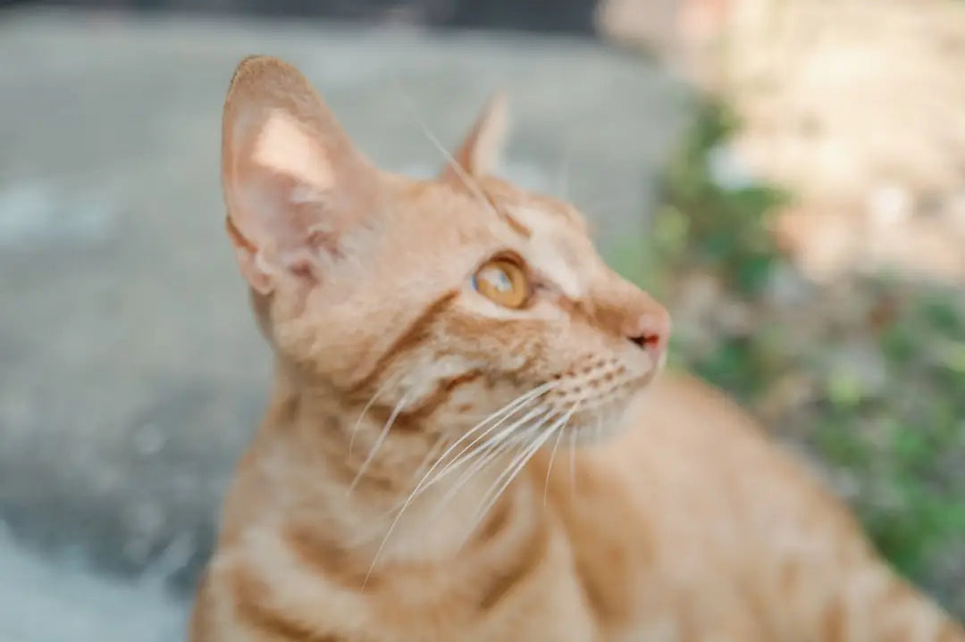 Chat tigré orange dans un article sur la longévité des chats et les facteurs qui influencent.
