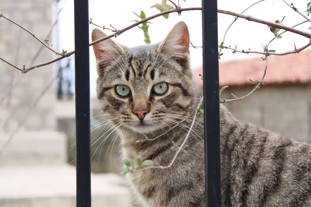 Chat tigré derrière des barreaux, qui peut servir comme source d’inspiration artistique.