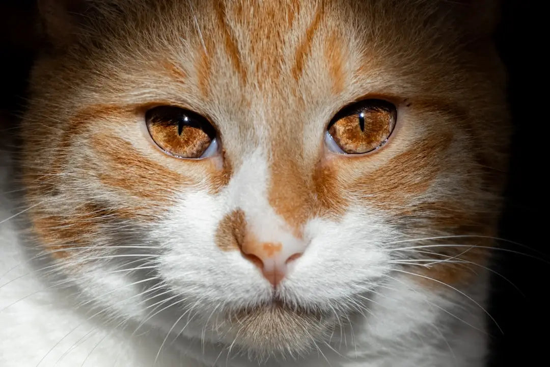 Visage d’un chat orange et blanc illustrant les changements de comportement chez votre mačka.