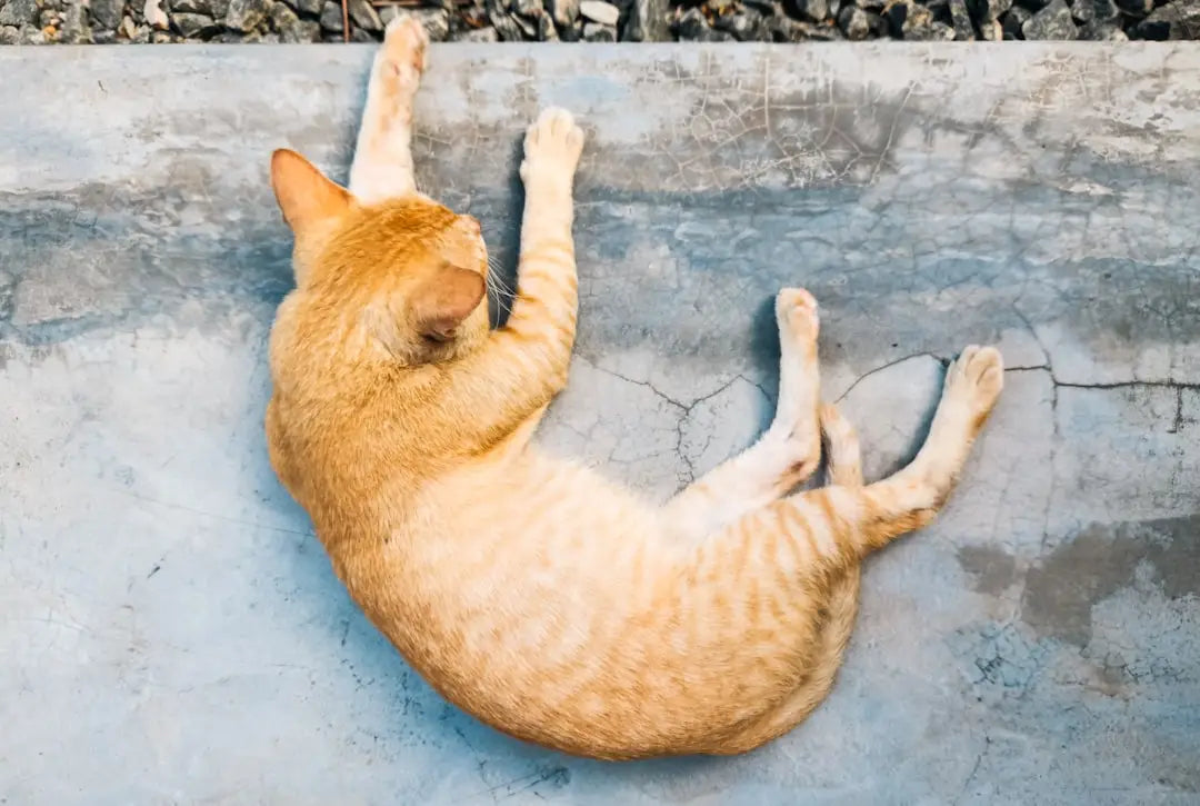 Chat tigré orange s’étire, se demandant pourquoi les chats salivent et leurs changements de comportement.