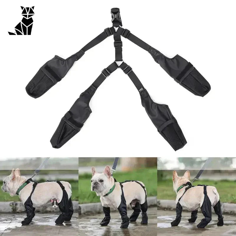 Chien portant un harnais sous la pluie, équipé des meilleures bottes pour la protection du promeneur actif