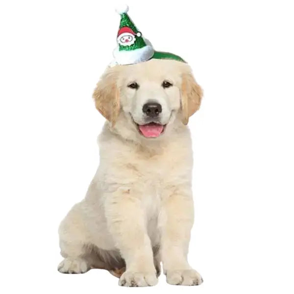Chapeau pour Chien Jour de Fête Transparent Background