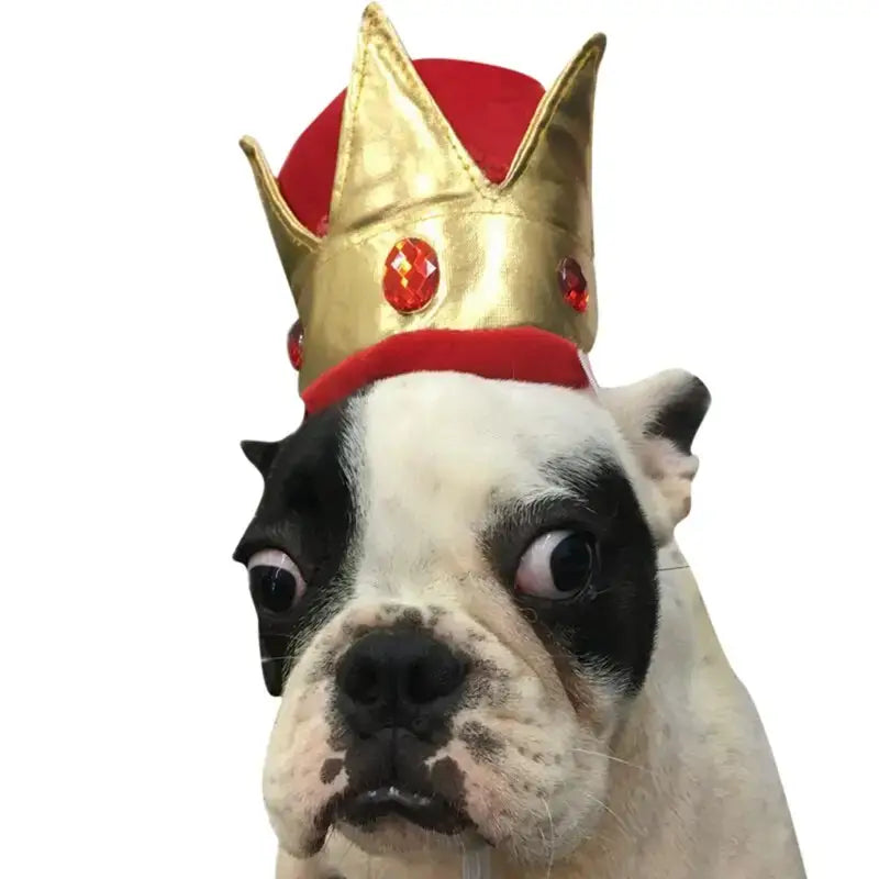 Chapeau pour Chien Couronne Royal