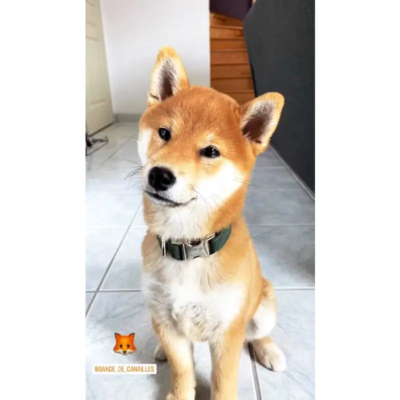 Kit Complet Chien Personnalisé Coton Vert Sapin