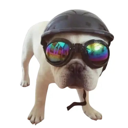 Casquette pour Chien & Lunettes de Motard Transparent Background