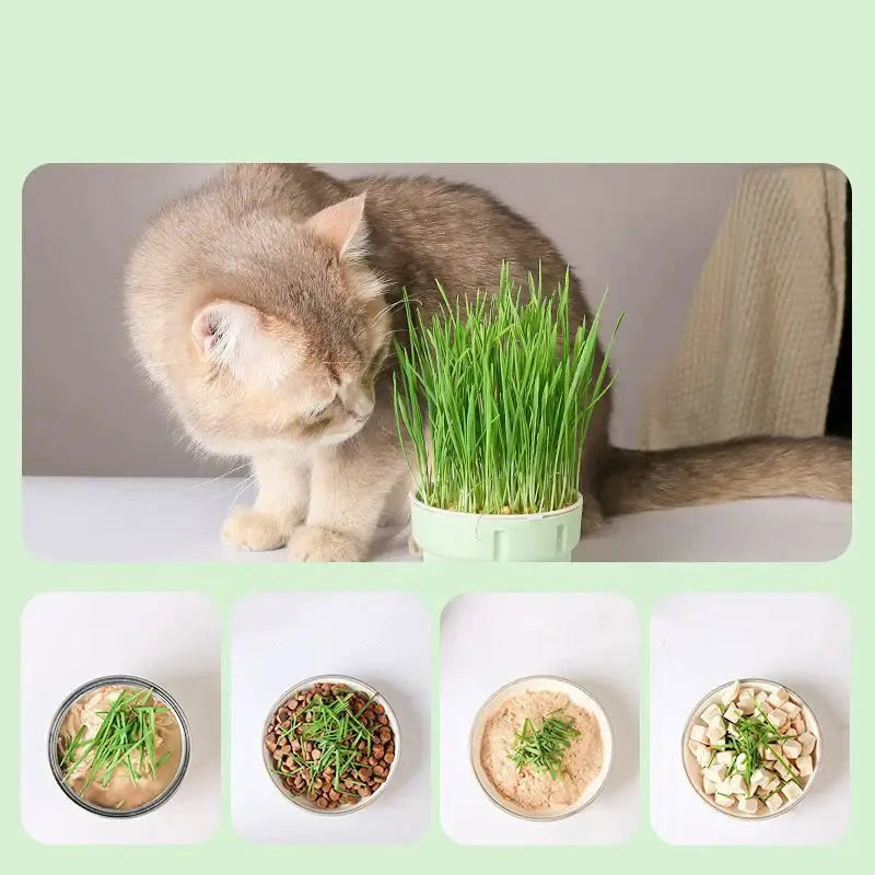 Chat mangeant de l’herbe dans un bol de Menthe aux chats : Culture facile pour un plaisir naturel - menthe aux chats