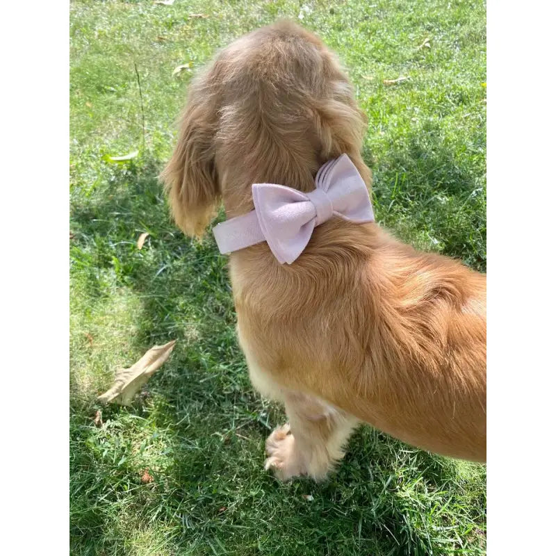 Noeud Papillon Velours Lisse Rose