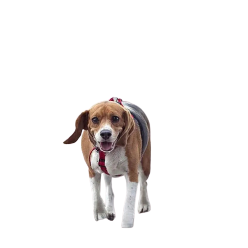 Parapluie pour Chien: La Révolution des Promenades Transparent Background